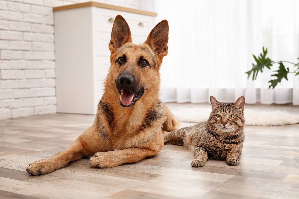Best Pet-Friendly Floors