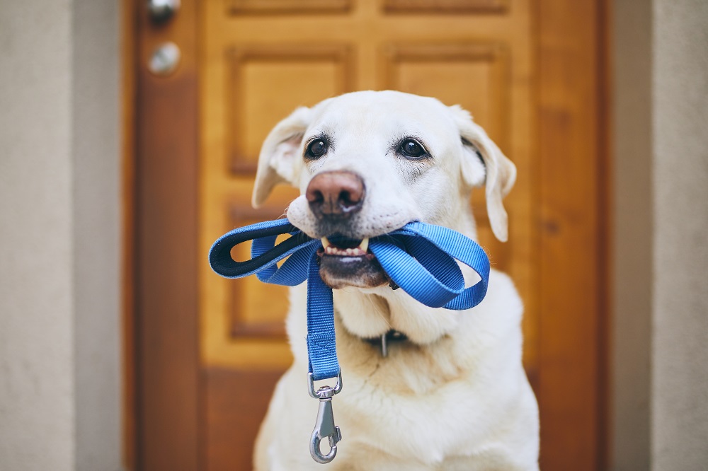 Tips for Moving With a Dog - Go for Walks in Your New Neighborhood
