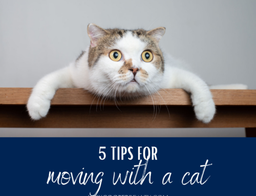 5 Expert Tips for Moving With a Cat
