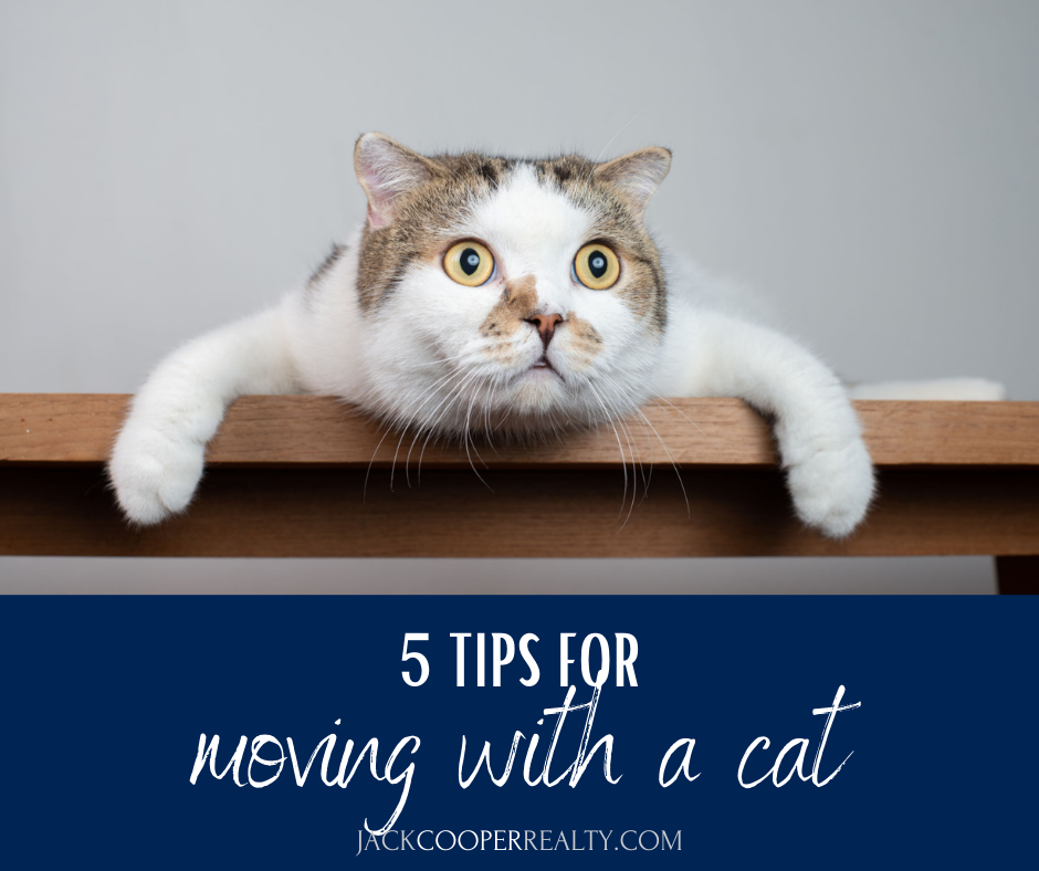 5 Tips for Moving with Cat