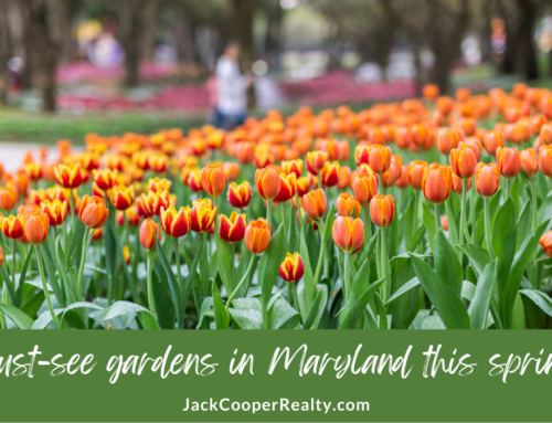 Must-See Gardens in Maryland This Spring